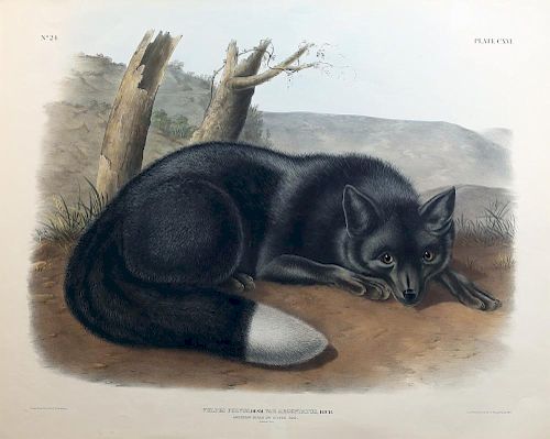Audubon Quadrupeds, Imperial Folio, Silver Fox
