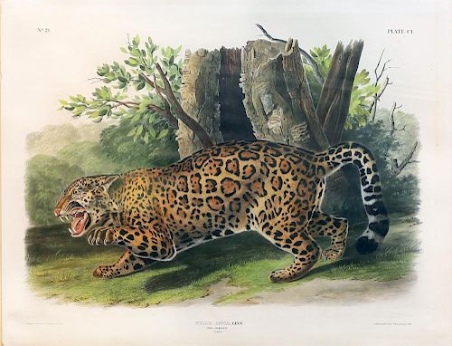 Audubon Quadrupeds, Imperial Folio, Jaguar