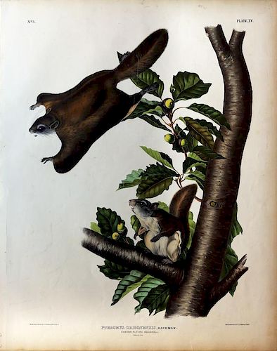 Audubon Quadrupeds, Imperial Folio, Oregon Flying Squirrel