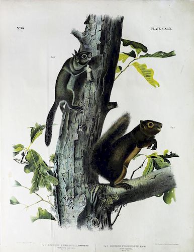 Audubon Quadrupeds, Imperial Folio, Fremont's Squirrel/Sooty Squirrel