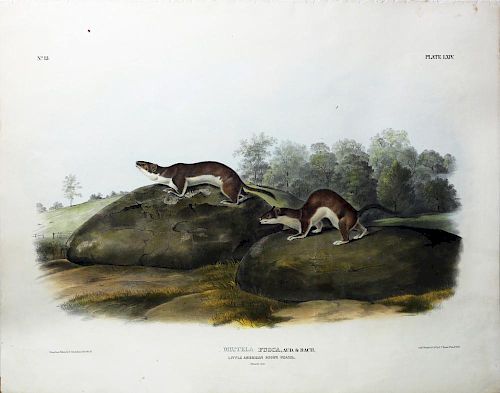 Audubon Quadrupeds, Imperial Folio, Little American Brown Weasel