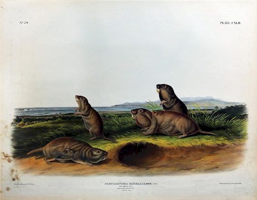 Audubon Quadrupeds, Imperial Folio, Camas Rat