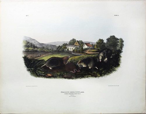 Audubon Quadrupeds, Imperial Folio, Common American Shrew Mole
