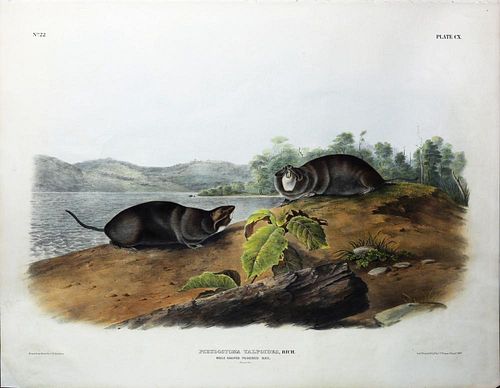 Audubon Quadrupeds, Imperial Folio, Mole-Shaped Pouched Rat