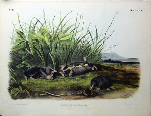 Audubon Quadrupeds, Imperial Folio, Townsend's Shrew Mole
