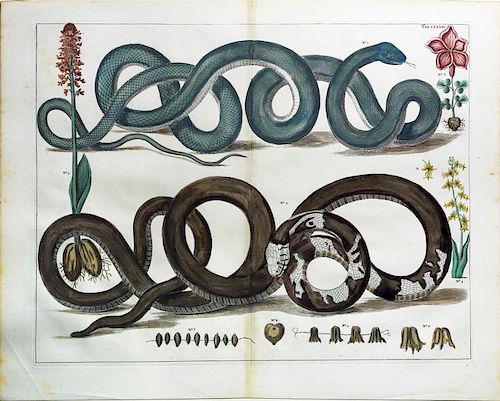 Engaging and exotic hand colored engravings by Alberta Seba