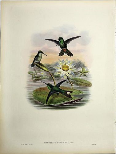 Beautiful Hand Colored Lithographs of Hummingbirds by Gould