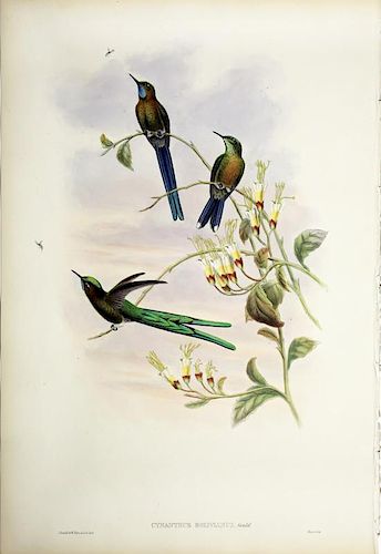 Beautiful Hand Colored Lithographs of Hummingbirds by Gould
