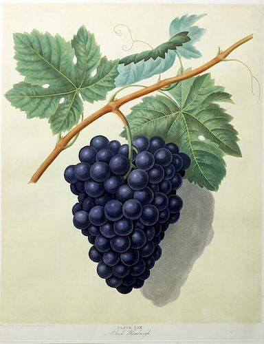 Grapes from Brookshaw's Pomona Britannica