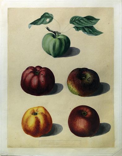 Apples from Brookshaw's Pomona Britannica