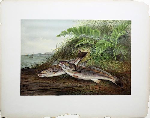 Spectacular Chromolithographs of Game Fish by Kilbourne