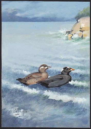 Steffen Watercolor of Surf Scoter Duck