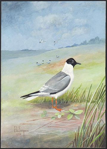Steffen Watercolor of Bonapartes Gull