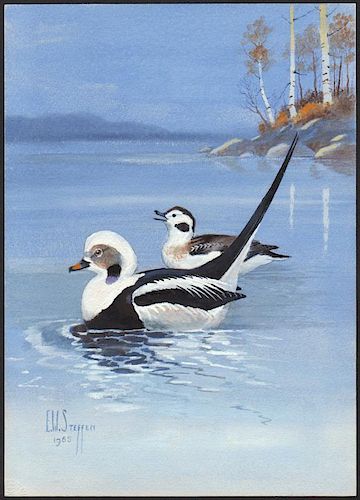 Steffen Watercolor of Old Squaw Duck