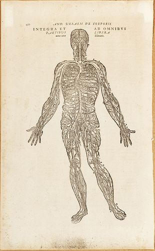 Andreas Vesalius (Belgian, 1514-1564) Woodcut Engraving On Laid Paper,  16th C., Human Nervous System, H 13.5'' W 7.5''