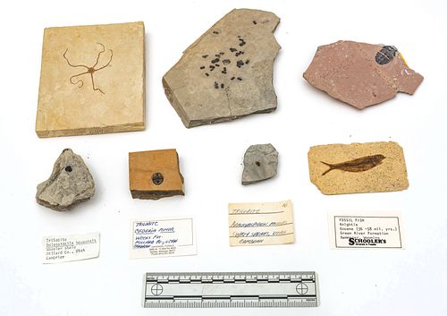 Fish, Arthropod & Trilobite Specimens  (Cambrian & Eocine Period), W 5'' L 6.75'' 7 pcs