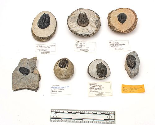 Trilobite Specimens,  Devonian Period (419.2-358.9 Million Years), W 4'' L 4.25'' Depth 1.75'' 7 pcs