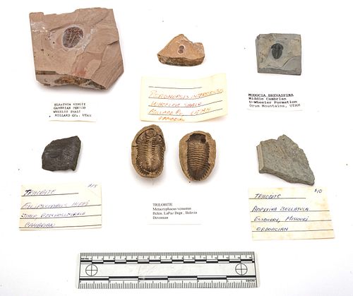 Trilobite & Peronopsis Interstrictus Specimens  (Cambrian, Devonian & Ordovician), W 3.5'' L 3.75'' Depth 1.25'' 6 pcs