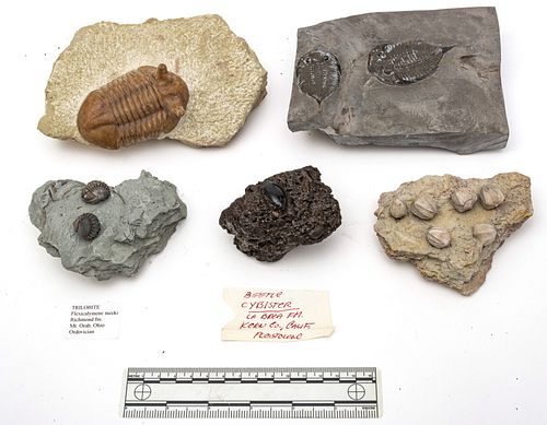 Trilobite & Beetle Cybister Specimens  (Devonian, Ordovician & Silurian), W 5'' L 6.5'' Depth 2.5'' 5 pcs