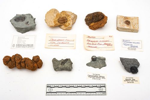 Trilobite & Coprolite Specimens  (Ordovician, Devonian & Silurian), W 1.5'' L 4.25'' 8 pcs