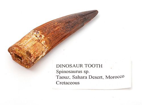 Dinosaur Tooth Specimen,  Cretaceous Period (145-66 Million Years), W 1'' L 2.75''