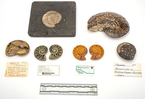 Ammonite Fossil Specimens  (Jurassic & Cretaceous Periods), W 5.25'' L 5.75'' 6 pcs