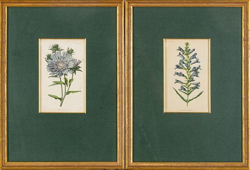 ALFRED RIOCREUX, 1820 - 12, TWO FRENCH BOTANICAL CHROMOLITHOGRAPHS H 9.5", W 5.75"