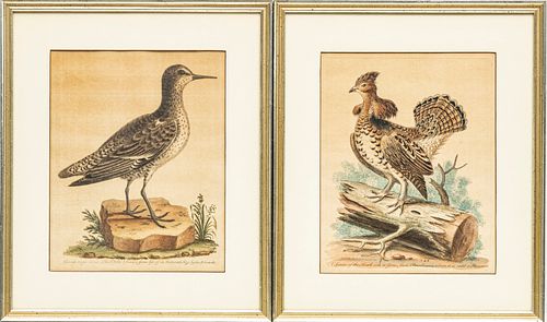 AFTER GEORGE EDWARDS, HAND COLORED ORNITHOLOGY ENGRAVINGS, PAIR H 9" W 7" 