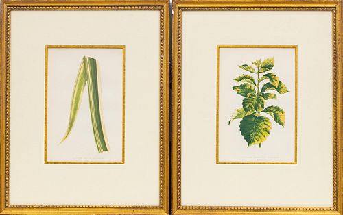BOTANICAL PRINTS 1872, SET OF 10, H 9" W 6", FROM "BEAUTIFUL LEAVED PLANTS" 