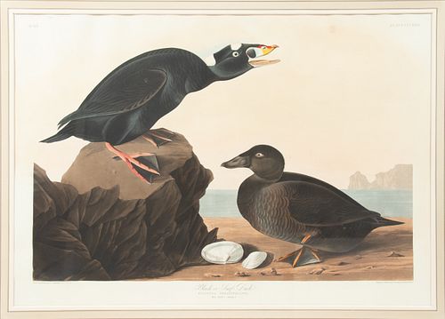 AFTER JOHN JAMES AUDUBON (1785-1851) BY ROBERT HAVELL (1793-1878) ENGRAVING WITH AQUATINT AND ETCHING WITH HAND-COLORING ON WATERMARKED J. WHATMAN 183