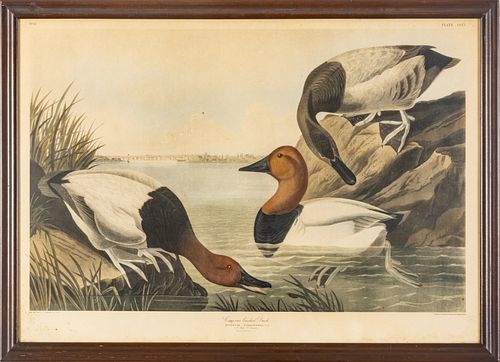 AFTER JOHN JAMES AUDUBON (AMERICAN, 1785–1851) ROBERT HAVELL (PUBLISHER) HAND-COLORED ETCHING, ENGRAVING AND AQUATINT ON PAPER, 1836 H 22" W 35" CANVA