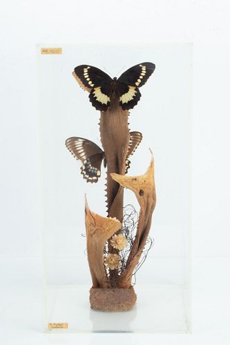 JACK SAUNDERS, (AMERICAN) TAXIDERMY BUTTERFLY PAPILIO WEYMERI IN ACRYLIC DISPLAY 1978 H 18.25" W 9.5" D 9" 