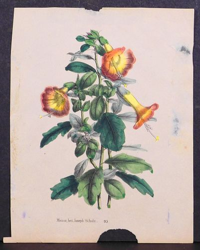 Joseph Scholz : Botanical Print
