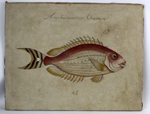 Oil on canvas specimen painting of fish