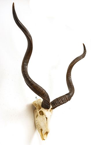 GREATER KUDU SKULL WITH HORNS,  MAXILLA & MANDIBLE LABEL H 40" 