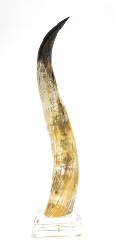 BULL'S HORN MOUNTED TO AN ACRYLIC BASE, H 23.5", W 5.5" 