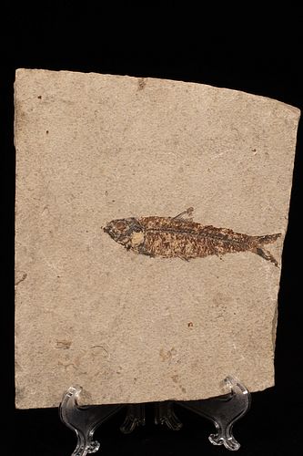 JERASIC FISH FOSSIL CLAY-TYPE-STONE 7.5' H X 6.5"W. LAKE OR RIVER-BED (1) H 4" W 5" FISH IMAGE 