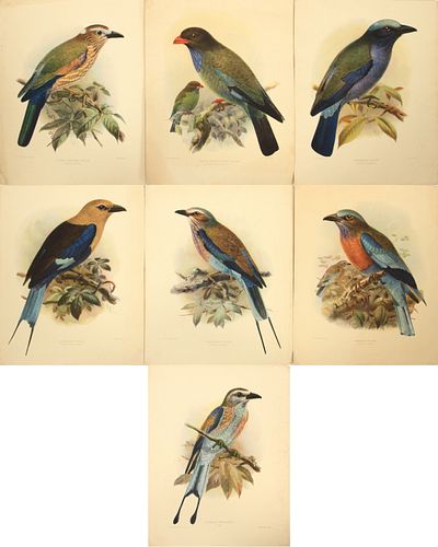 J.G. KEULEMANS BURMESE 'ROLLER WILD BIRDS OF BURMA' COLOR PRINTS (6 +) H 14" W 11" 