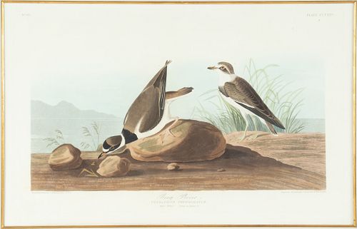 AFTER JOHN JAMES AUDUBON (1785-1951) BY ROBERT HAVELL (1793 - 1878) ENGRAVINGS WITH AQUATINT, ETCHING AND HAND COLORING ON J. WHATMAN TURKEY MILL 1838