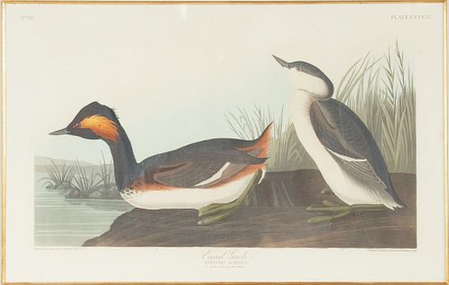 AFTER JOHN JAMES AUDUBON (1785-1851) BY ROBERT HAVELL (1793 - 1878) ETCHING AND AQUATINT WITH HAND COLORING ON J. WHATMAN TURKEY MILL 1837 PAPER, H 12