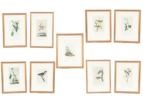 AFTER JOHN JAMES AUDUBON (1785-1851) STONE LITHOGRAPHS ON WOVE PAPER, 9 PCS, H 10.25", W 5", BIRD STUDIES 