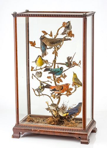 VICTORIAN TAXIDERMY BIRDS DIORAMA, C. 1870, H 24", W 14.5" 