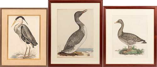 PRIDEAUX JOHN SELBY (ENGLISH, 1788-1867) TINTED ENGRAVINGS ON PAPER, 3 PCS, H 22"-26", BIRD SPECIMENS 
