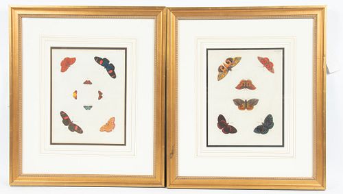 LITHOGRAPHS TWO H 21" W 18" BUTTERFLIES 