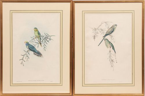 AFTER JOHN GOULD (ENGLISH/AUSTRALIA, 1804-1881) COLOR LITHOGRAPHS ON PAPER, PAIR, H 19", W 13", BIRD SPECIMENS 