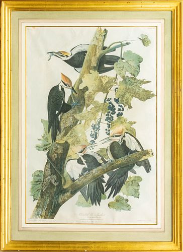 AFTER AUDUBON (AMERICAN, 1785-1851) CHROMOLITHOGRAPH, H 36", W 23", "PILEATED WOODPECKER" 
