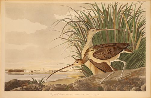 AFTER JOHN JAMES AUDUBON COLORED ENGRAVING, H 24 5/8", W 35", LONG BILLED CURLEW 