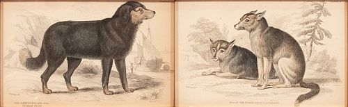 LIZARS SC. HAND COLORED LITHOGRAPHS, ON PAPER, CIRCA 1820 PAIR H 3.5" W 5.75" THE NEWFOUNDLAND DOG; DOG OF THE NORTH AMERICAN INDIAN 