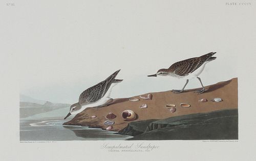 AFTER JOHN JAMES AUDUBON, OFFSET LITHOGRAPHIC,  PLATE 405, H 12", W 19", "SEMIPALMATED SANDPIPER" 