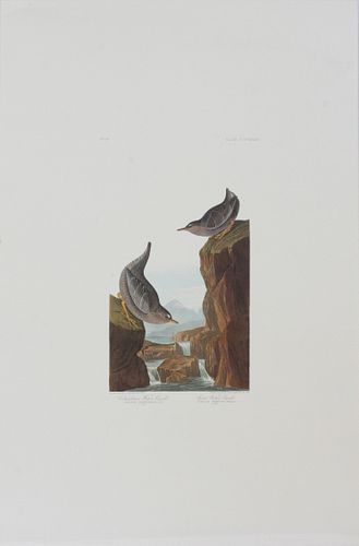 AFTER JOHN JAMES AUDUBON, OFFSET LITHOGRAPHIC REPRODUCTION, PLATE 435, H 20", W 12", "COLUMBIAN WATER OUZEL, ARTIC WATER OUZEL" 